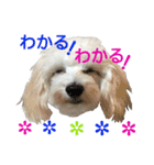 Dog whispers（個別スタンプ：12）