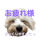 Dog whispers（個別スタンプ：13）