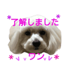 Dog whispers（個別スタンプ：14）