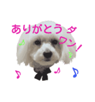 Dog whispers（個別スタンプ：15）