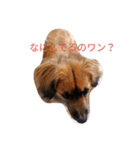 ぶさいく犬のあいさつ（個別スタンプ：8）