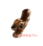 ぶさいく犬のあいさつ（個別スタンプ：14）