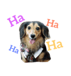 Dachshund Siao-gua（個別スタンプ：2）