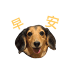 Dachshund Siao-gua（個別スタンプ：5）