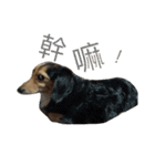 Dachshund Siao-gua（個別スタンプ：9）