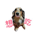 Dachshund Siao-gua（個別スタンプ：10）