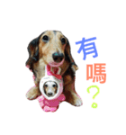 Dachshund Siao-gua（個別スタンプ：11）