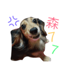 Dachshund Siao-gua（個別スタンプ：12）