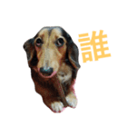 Dachshund Siao-gua（個別スタンプ：13）