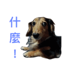 Dachshund Siao-gua（個別スタンプ：14）