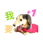 Dachshund Siao-gua（個別スタンプ：22）