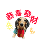 Dachshund Siao-gua（個別スタンプ：23）