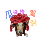 Dachshund Siao-gua（個別スタンプ：24）