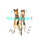 斉藤家の犬猫2（個別スタンプ：7）