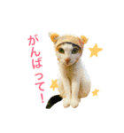 斉藤家の犬猫2（個別スタンプ：11）