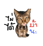 Emotion'Cats（個別スタンプ：1）