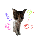 Emotion'Cats（個別スタンプ：7）