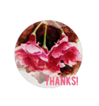 ThankThank（個別スタンプ：6）