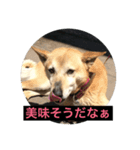 雑種犬 マイロ（個別スタンプ：1）