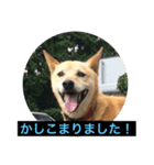 雑種犬 マイロ（個別スタンプ：3）