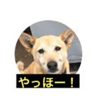 雑種犬 マイロ（個別スタンプ：4）