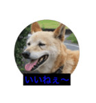 雑種犬 マイロ（個別スタンプ：6）