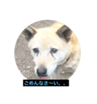 雑種犬 マイロ（個別スタンプ：7）