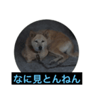 雑種犬 マイロ（個別スタンプ：8）