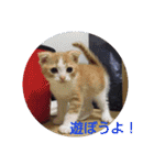 猫ちゃんたちの一日（個別スタンプ：10）