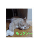 猫ちゃんたちの一日（個別スタンプ：17）