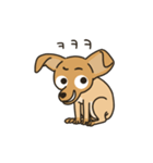 The puppy dog 'danbi'（個別スタンプ：1）