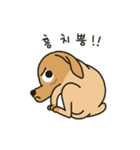 The puppy dog 'danbi'（個別スタンプ：4）