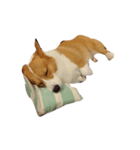 Manto corgi（個別スタンプ：1）