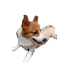 Manto corgi（個別スタンプ：3）