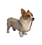 Manto corgi（個別スタンプ：4）