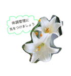 Flower picture simple（個別スタンプ：4）