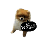 DoggiePoo（個別スタンプ：1）