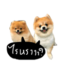 DoggiePoo（個別スタンプ：3）