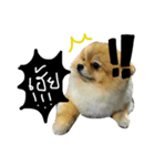 DoggiePoo（個別スタンプ：11）