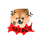 DoggiePoo（個別スタンプ：16）