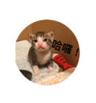 kitten go go（個別スタンプ：3）