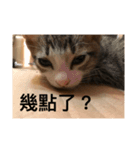 kitten go go（個別スタンプ：4）