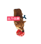 happyShibadog（個別スタンプ：11）