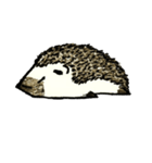 Hedgehog's gentleness（個別スタンプ：1）