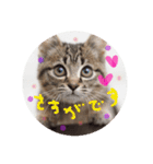 猫にゃん（敬語）スタンプ（個別スタンプ：2）