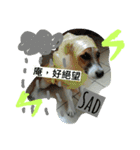 Jack Russel sugar part2（個別スタンプ：8）