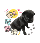 Barbie's Fur Babies（個別スタンプ：21）