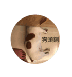 Charlie Boy（個別スタンプ：1）