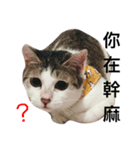 mycatisbest（個別スタンプ：4）