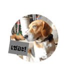 "maxdek" beagles gang（個別スタンプ：5）